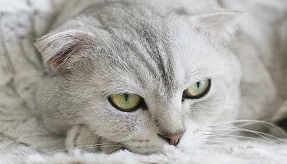 华体会网站——体验极致体育娱乐的新天地